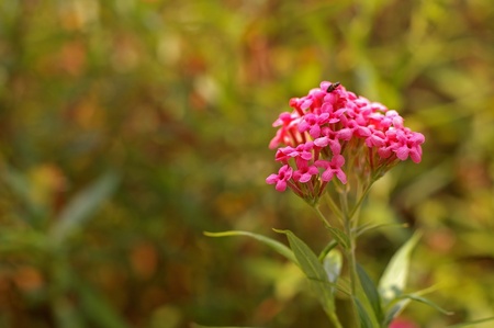 pink small flower in the gardenの写真素材