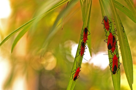 group of red bugs on the yellow oleander leafsの写真素材