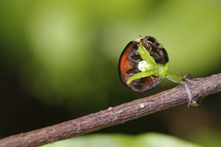 lady bird is climbing a plant shoot