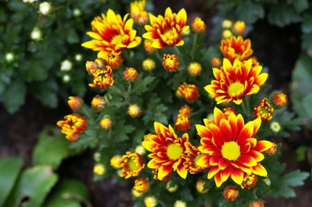 florist mum flowers in the gardenの写真素材