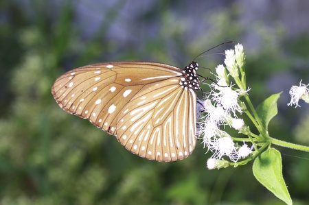 a butterfly is sucking nectar from a wild flowersの写真素材