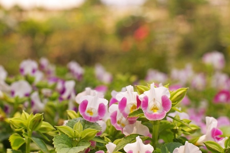 small flowers in the green gardenの写真素材