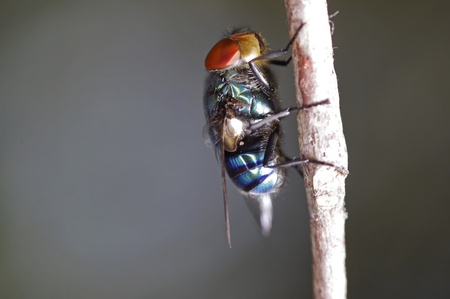 a flesh fly on the small branch