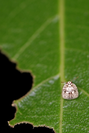 little bug nymph is standing on the tree leafの写真素材
