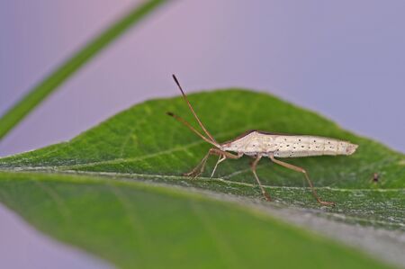 Rice bug is staying on the tree leaf