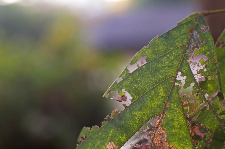 texture of the aging tree leaf in the parkの写真素材