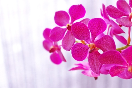 violet orchid flowers in the green gardenの写真素材