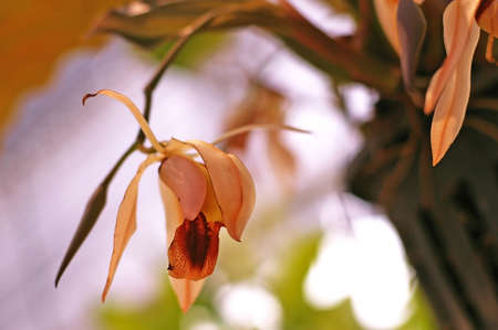 orchid flower in the green gardenの写真素材