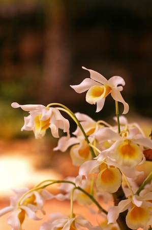 orchid flowers in the green gardenの写真素材