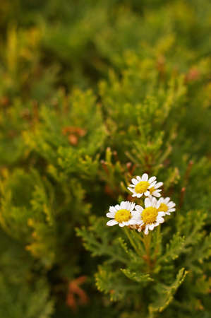 flowers in the green garden