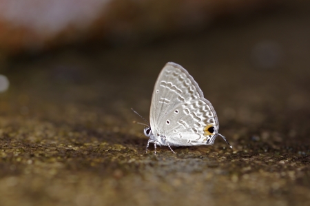 gram blue butterfly is drinking a water on the floorの写真素材