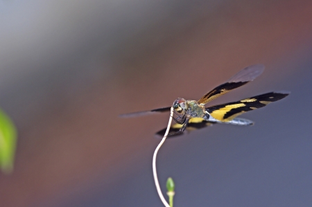 colorful dragonfly is staying on the plant shootの写真素材