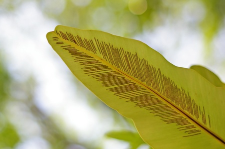 fern leaf in the green tropical forestの写真素材