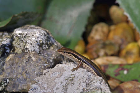 skink is climbing on the rock