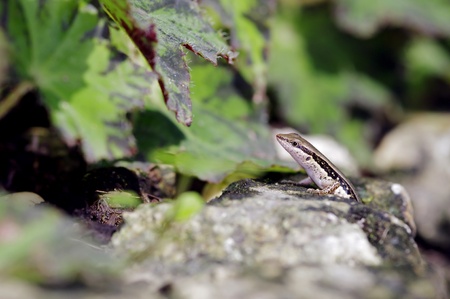 skink is staying on the rock