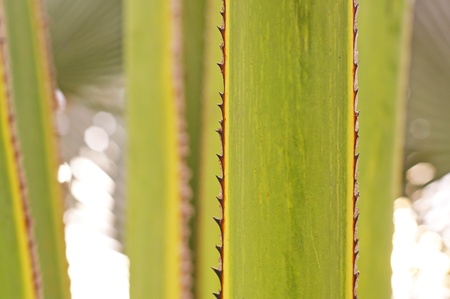 palm stem with the sharp spines in the parkの写真素材