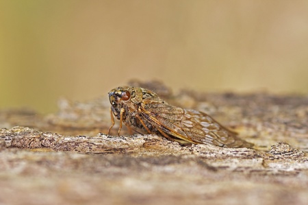 cicada is staying on the tree bark in the forestの写真素材