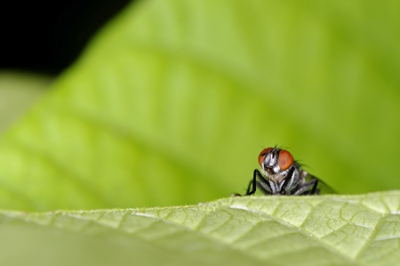 Curious house fly on the tree leaf