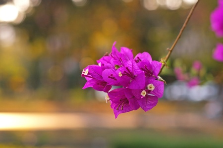pink paper flower in the gardenの写真素材