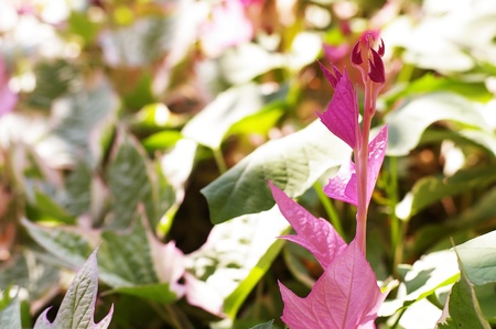 young leafs of the plant in the garden