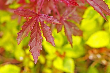 red leafs on the yellow background