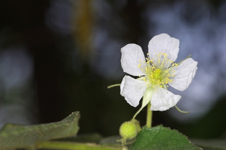 Calabura flower in the green gardenの写真素材