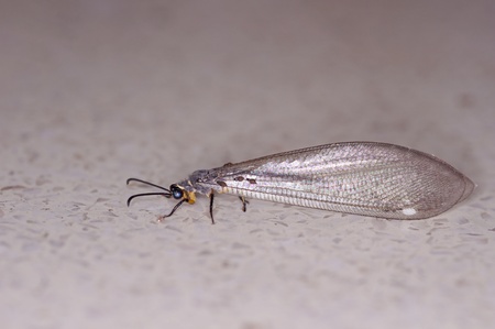 lacewings is staying on the floorの写真素材
