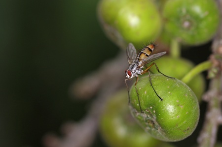 wild fly is staying on the ficus fruitの写真素材