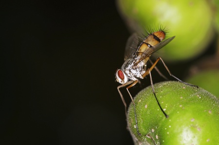 wild fly is staying on the ficus fruitの写真素材