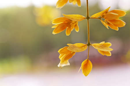Nong Nooch Vine flower in the gardenの写真素材