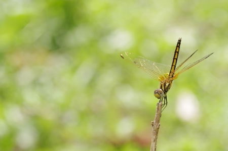 dragonfly is staying on the plant tipの写真素材