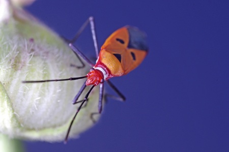 man face bug is staying on the flower budの写真素材