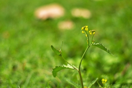 young seedling in the green gardenの写真素材