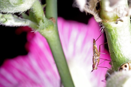 marsh fly is staying on the branch on flower background