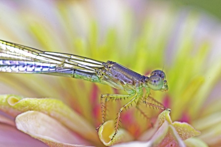 close up of the damselfly on the flowerの写真素材
