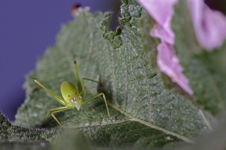long horn grasshopper is standing on the leafの写真素材