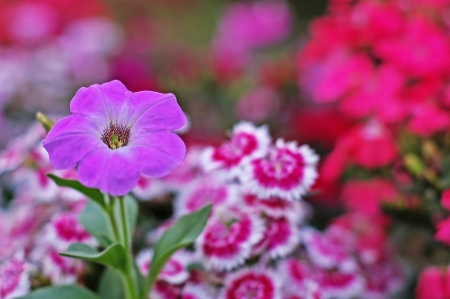 violet petunia flower with the carnation flowers backgroundの写真素材