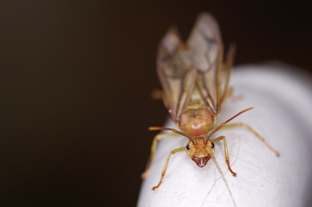 front view of weaver ant queen on the plastic tubeの写真素材