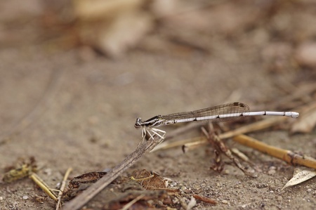 small white damselfly is staying on the floor