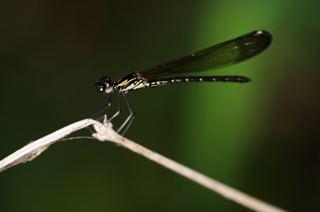 damselfly in the deep tropical forestの写真素材