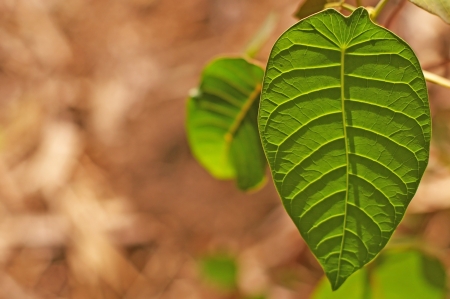 green leaf in the tropical forestの写真素材