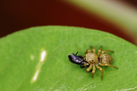 jumping spider is catching the preyの写真素材