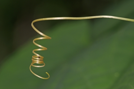 the shoot of vine plant in the gardenの写真素材