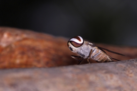 horse fly is staying on the tree bark