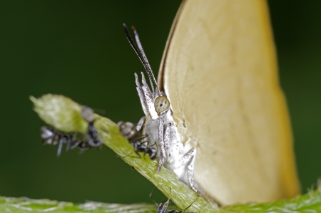 butterfly is drinking nectar from the mimosa shoot