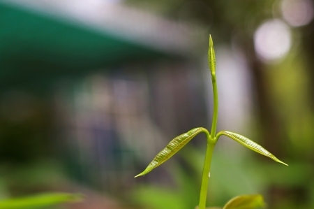 young shoot of flora in the gardenの写真素材