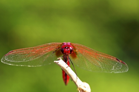 front view dragonfly is staying on the plant tipの写真素材