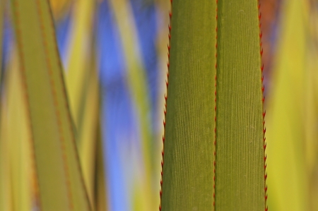 close up of spiny plant in the tropical gardenの写真素材