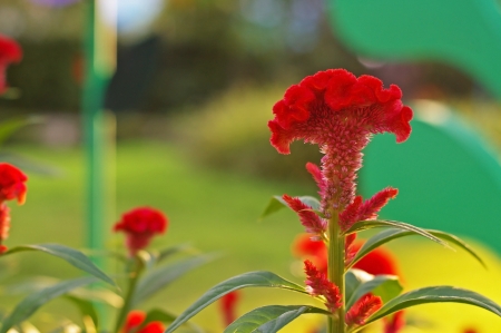 red cockscomb flower in the green gardenの写真素材