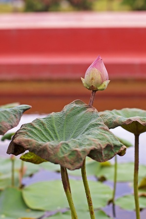 lotus flower in the botanical gardenの写真素材